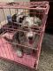 Bernedoodle Puppies for sale in Reno, NV, USA. price: $2,500
