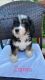 Bernedoodle Puppies for sale in Taunton, MA, USA. price: NA