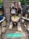 Bernedoodle Puppies for sale in Taunton, MA, USA. price: NA