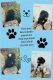 Bernedoodle Puppies for sale in Milford, Milford Charter Twp, MI 48381, USA. price: NA