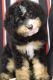 Bernedoodle Puppies for sale in Windsor, KY 42565, USA. price: $550