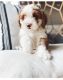 Bernedoodle Puppies for sale in Montrose, CA 91020, USA. price: NA