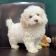 Bernedoodle Puppies for sale in San Antonio, TX, USA. price: NA