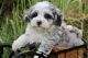 Bernedoodle Puppies for sale in Missouri City, TX 77489, USA. price: $3,500