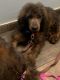 Bernedoodle Puppies for sale in Ocala, FL, USA. price: NA