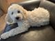 Bernedoodle Puppies for sale in Portland, OR, USA. price: $2,500
