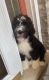 Bernedoodle Puppies for sale in Valparaiso, IN, USA. price: $1,500