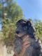 Bernedoodle Puppies for sale in Menifee, CA, USA. price: $1,000