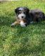 Bernedoodle Puppies for sale in Rancho Cucamonga, CA, USA. price: NA