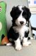 Bernedoodle Puppies for sale in Chatsworth, Los Angeles, CA, USA. price: $2,200