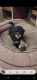 Bernedoodle Puppies for sale in St Joseph, MN, USA. price: $1,500