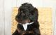 Bernedoodle Puppies for sale in Baltic, OH 43804, USA. price: $500