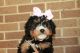 Bernedoodle Puppies for sale in Baltic, OH 43804, USA. price: $1,200
