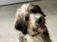 Bernedoodle Puppies for sale in Dundee, OH 44624, USA. price: $500