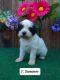 Bernedoodle Puppies for sale in Nathalie, VA 24577, USA. price: $1,000
