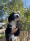 Bernedoodle Puppies for sale in Menifee, CA, USA. price: $1,000