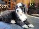 Bernedoodle Puppies for sale in 38598 122nd St, Westport, SD 57481, USA. price: NA