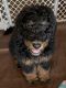 Bernedoodle Puppies for sale in Colorado Springs, CO, USA. price: NA