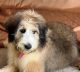 Bernedoodle Puppies for sale in Dundee, OH 44624, USA. price: $650