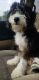 Bernedoodle Puppies for sale in Huntington, WV, USA. price: NA