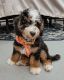 Bernedoodle Puppies for sale in Indian Trail, NC, USA. price: $1,500