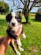 Bernedoodle Puppies for sale in Grand Rapids, OH 43522, USA. price: $800