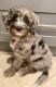 Bernedoodle Puppies for sale in Boynton Beach, FL, USA. price: NA
