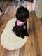 Bernedoodle Puppies for sale in Talbott, TN, USA. price: $1,250