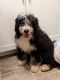 Bernedoodle Puppies for sale in American Falls, ID 83211, USA. price: $300