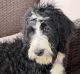 Bernedoodle Puppies for sale in Dundee, OH 44624, USA. price: $350