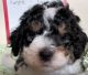 Bernedoodle Puppies for sale in Bristol, IN 46507, USA. price: NA