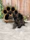 Bernedoodle Puppies for sale in Grand Ridge, FL 32442, USA. price: $4,300