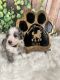 Bernedoodle Puppies for sale in Grand Ridge, FL 32442, USA. price: $4,300