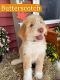 Bernedoodle Puppies for sale in Celina, OH 45822, USA. price: $1,000