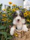 Bernedoodle Puppies for sale in San Diego, CA, USA. price: $3,500