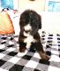 Bernedoodle Puppies for sale in Nashville, TN, USA. price: NA