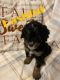 Bernedoodle Puppies for sale in Lawton, OK, USA. price: NA