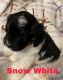 Bernedoodle Puppies for sale in Lawton, OK, USA. price: NA