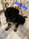 Bernedoodle Puppies for sale in Lawton, OK, USA. price: $1,500