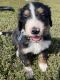 Bernedoodle Puppies for sale in 3941 Kingbird Ave, Hospers, IA 51238, USA. price: NA