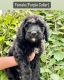 Bernedoodle Puppies for sale in Parowan, UT 84761, USA. price: NA