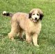Bernedoodle Puppies for sale in Dundee, OH 44624, USA. price: $525