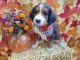 Bernedoodle Puppies for sale in Boise, ID, USA. price: $1,000