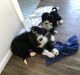 Bernedoodle Puppies for sale in Lake Odessa, MI 48849, USA. price: $500