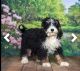 Bernedoodle Puppies for sale in Grabill, IN 46741, USA. price: $500