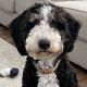 Bernedoodle Puppies for sale in Nampa, ID, USA. price: $2,800