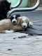 Bernedoodle Puppies for sale in Wichita, KS, USA. price: NA
