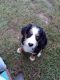 Bernedoodle Puppies for sale in Ellijay, GA 30540, USA. price: $1,800