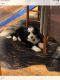 Bernedoodle Puppies for sale in Rome, PA, USA. price: $1,000