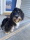 Bernedoodle Puppies for sale in North Brunswick Township, NJ, USA. price: $800